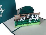 Dairy Cows