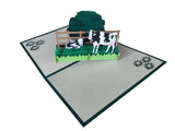 Dairy Cows