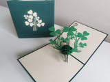 Shamrock