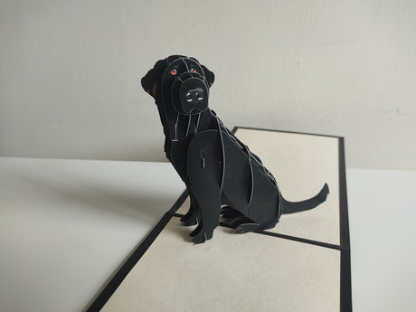 Labrador